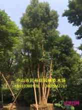 多头香樟